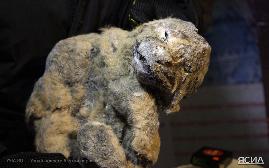 В Якутии найден пещерный лев