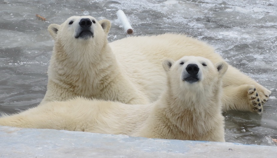 Встречу белых медведей Колыманы и Ломоносова запланировали на выходные