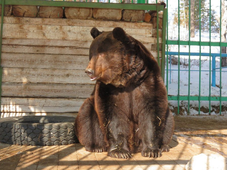 С доброй весной: В зоопарке «Орто Дойду» проснулись бурые медведи