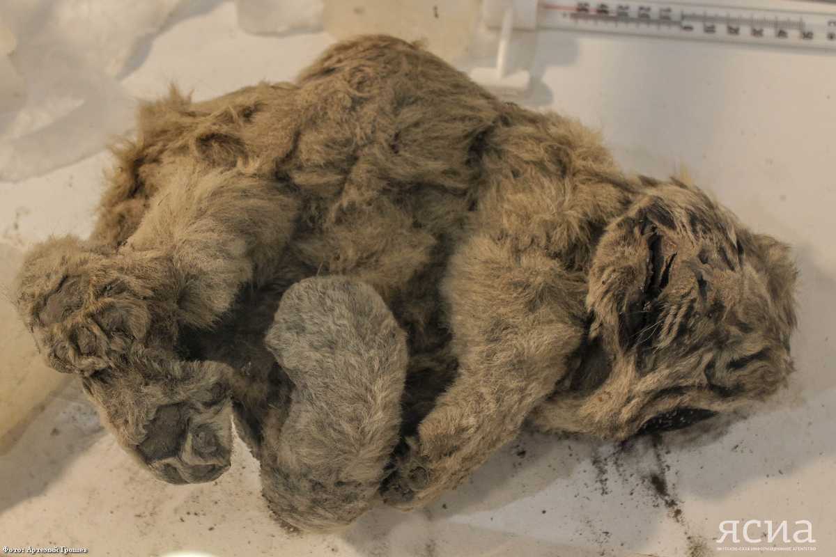 Уникальная экспозиция: Якутянам покажут вымерших 10 тысяч лет назад пещерных львят