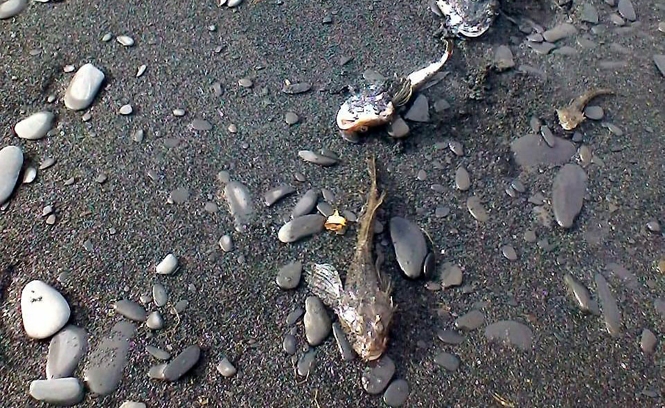 В Якутии на побережье моря Лаптевых обнаружены мертвые рыбы
