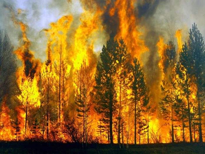 С начала сезона в Якутии потушили 167 лесных пожаров