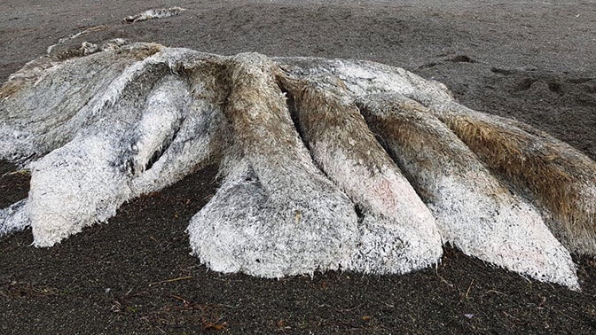 Бермудский монстр: ученые раскрыли тайны выброшенных на берег чудовищ