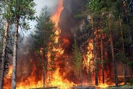 «Якутскэнерго» ответит за лесной пожар в Усть-Алданском улусе