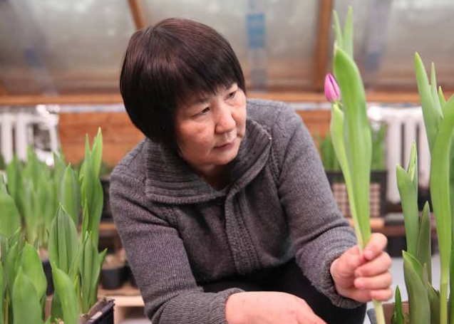 Тюльпаны  из Аппаны: Жительницы Намского улуса выращивают голландские цветы