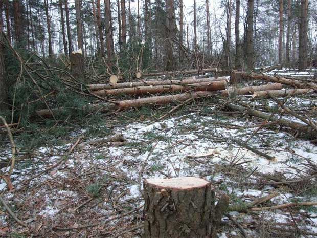 В Якутии возбуждены 26 уголовных дел за незаконную рубку леса