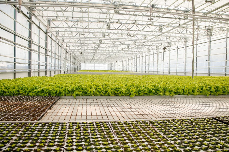 Со вводом третьей очереди теплица «Саюри» сможет производить 1900 тонн зелени и овощей в год