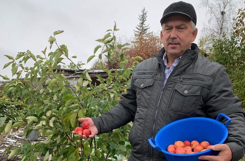 «Солидный урожай получился». Житель Покровска Игорь Иванов рассказал, как выращивал яблоки в Якутии