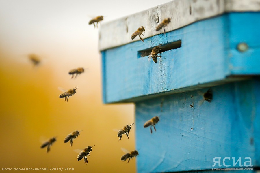 Проект «Сделано в Якутии». Хангаласский мед, или пчелиное царство Петра Федотова