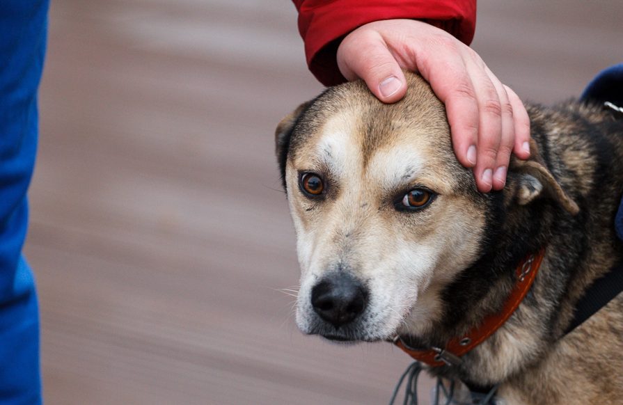 В Якутии предлагают массово чипировать безнадзорных животных