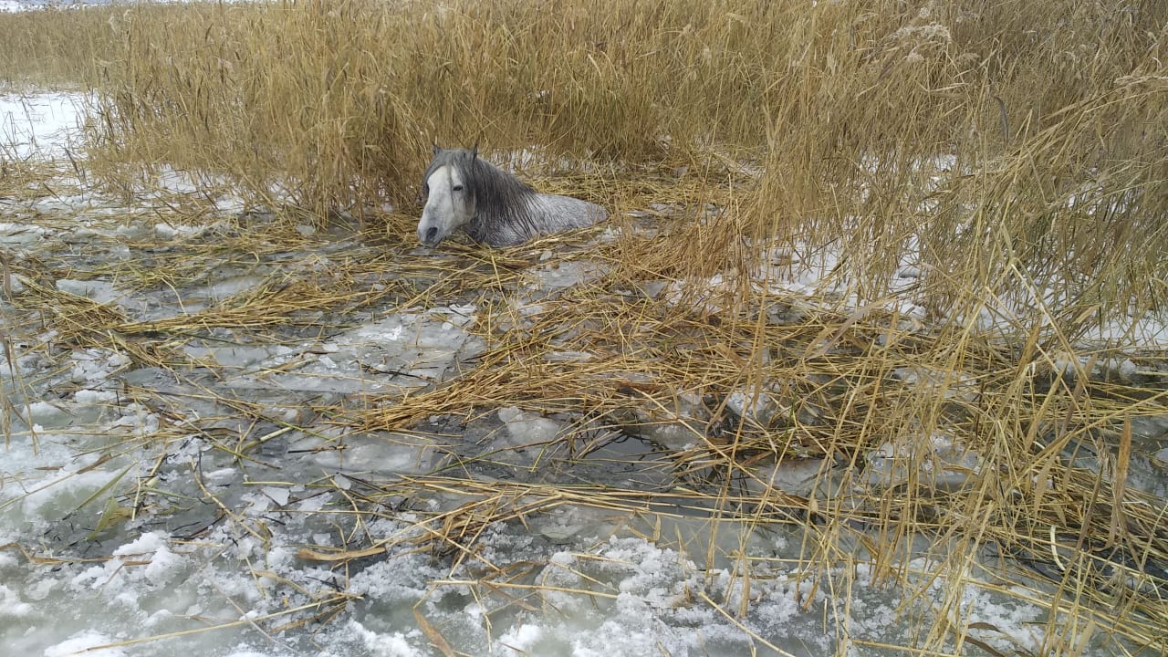 ФОТОФАКТ. Лошадь провалилась в замерзающее озеро в Усть-Алданском улусе Якутии