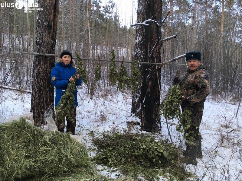 В Олекминском районе Якутии инспекторы начали подкормку диких копытных