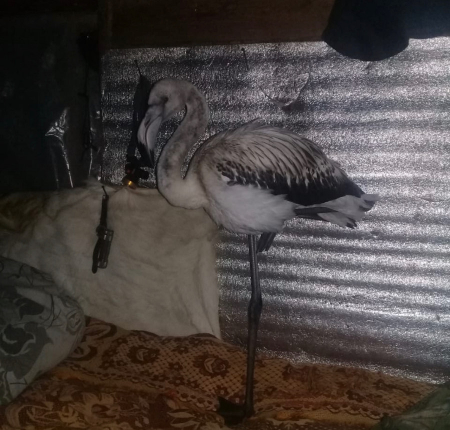 Найденного фламинго в Якутии могут передать в зоопарк «Орто Дойду»