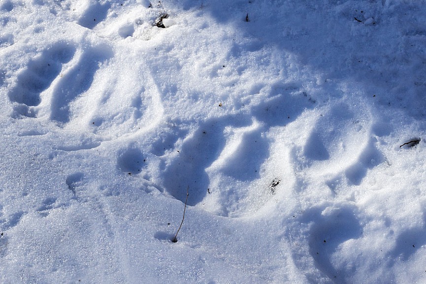 У Якутска на Хатынг-Юряхском шоссе обнаружили следы медведя
