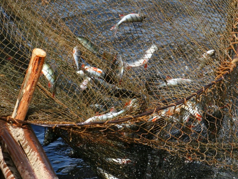 Новые правила. Рыболовные сети подлежат учету и обязательной поштучной .