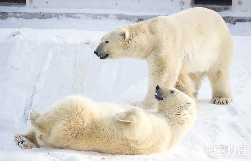 С Днем белого медведя! Как поживают якутские косолапые