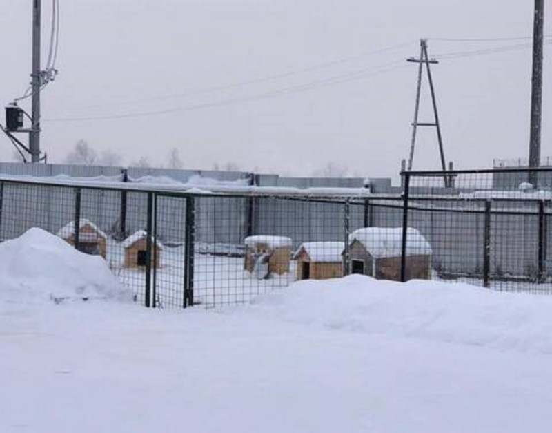 Сформирована комиссия для проверки ситуации в пункте передержки животных в Якутске