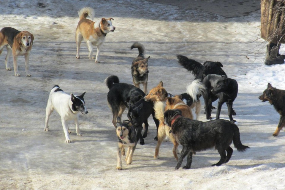Все о «собачьем скандале» в Якутске