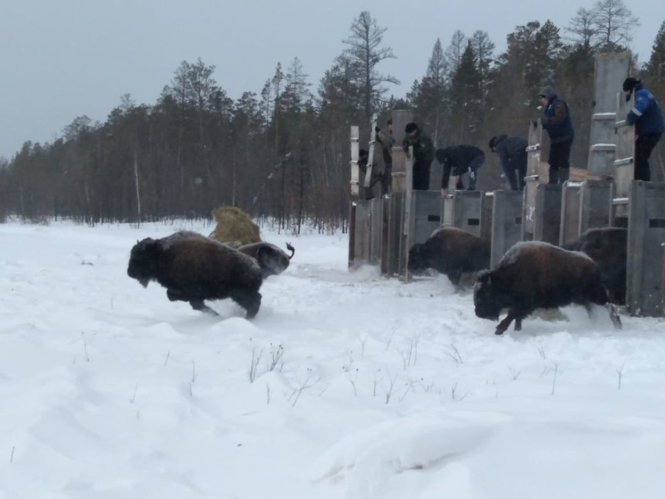 В Сунтарском улусе Якутии заселились лесные бизоны