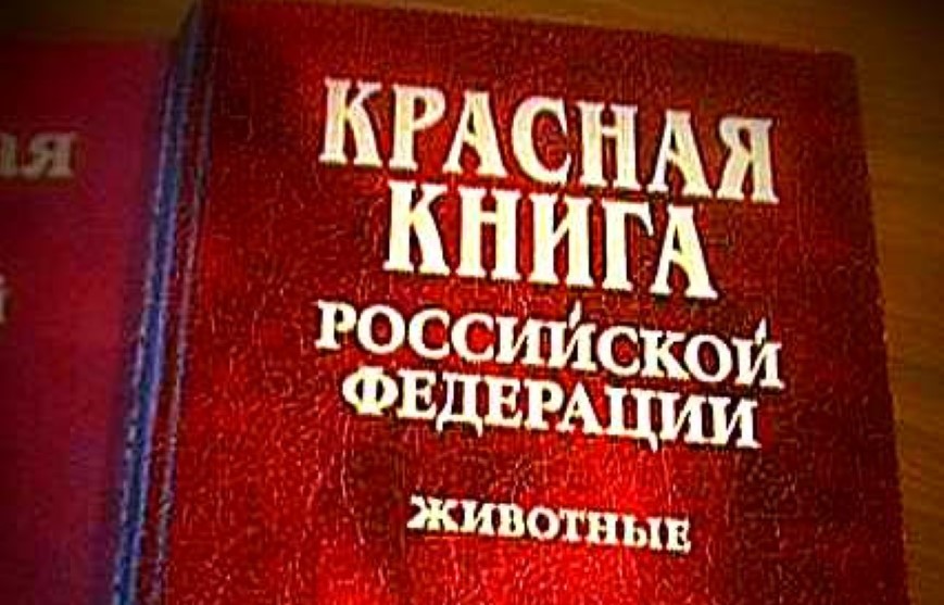 Охотничьи виды животных не включены в Красную книгу России