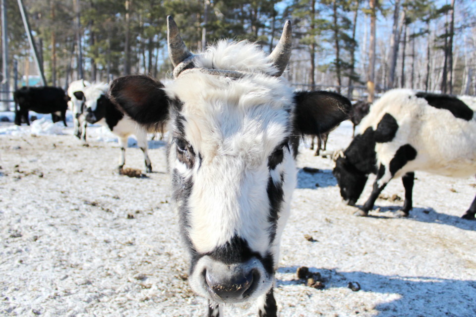 Якутские коровы прибыли в Мирнинский район. В Сюльдюкаре займутся селекцией автохтонной породы