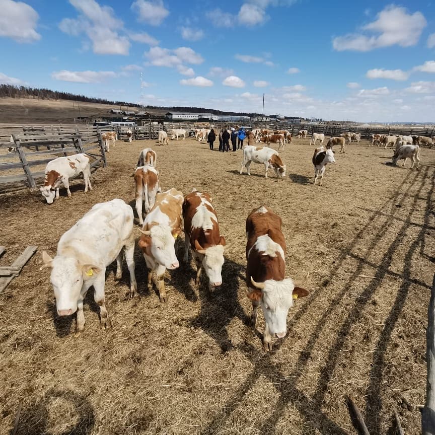 СХПК «Кэскил» Амгинского улуса приобрел сотню симментальных коров из Смоленской области
