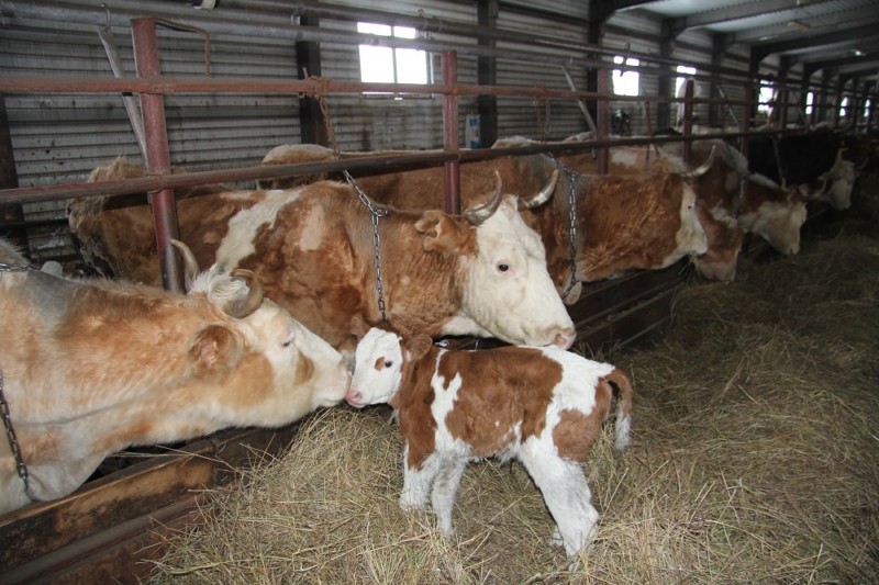 В Якутии за четыре месяца увеличилось поголовье скота и количество выпускаемой сельхозпродукции