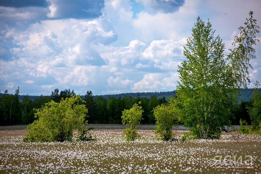 ФОТО: В окрестностях Якутска расцвела природа