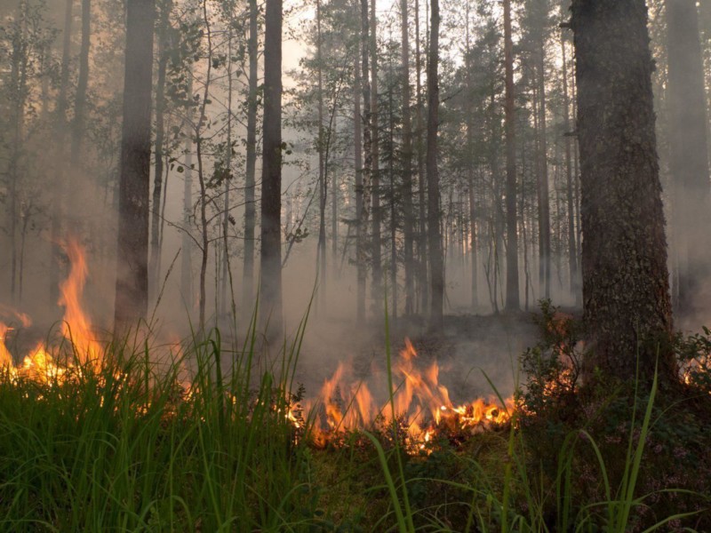 Лесной пожар по вине человека произошел в Олекминском районе