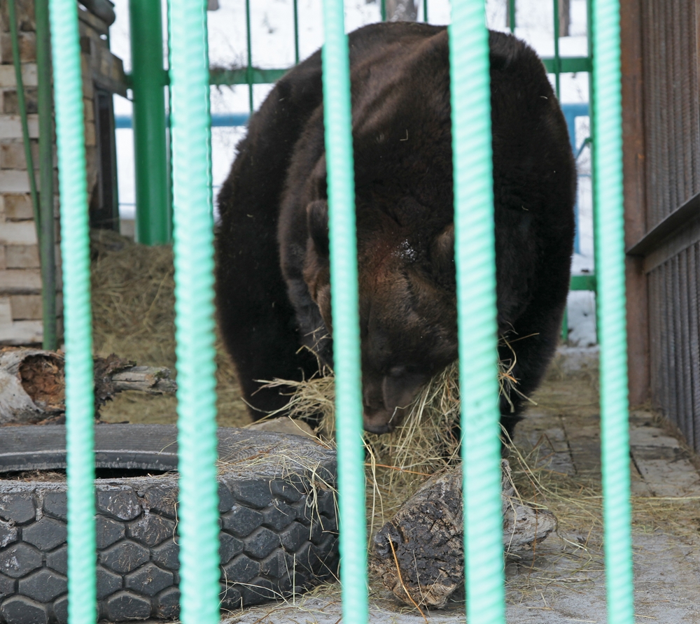 Северный зоопарк. Зоопарк Орто дойду в Якутске. Зоопарк Орто дойду в Якутске животные. Якутский зоопарк Якутия.