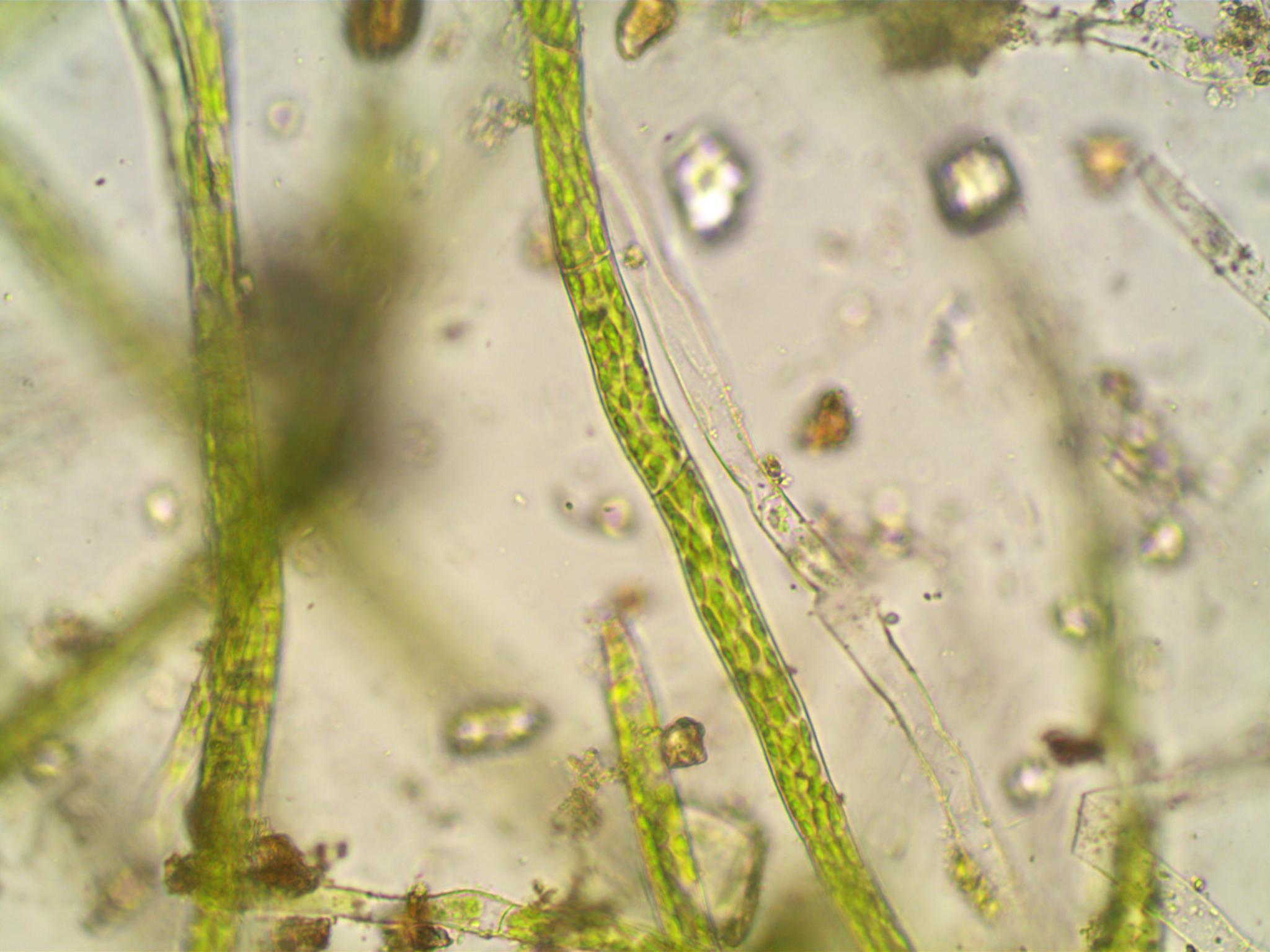 Почвенные водоросли. Древние сине-зеленые водоросли цианобактерии. Нематофитовые водоросли. Первые водоросли на земле. Самые древние водоросли.