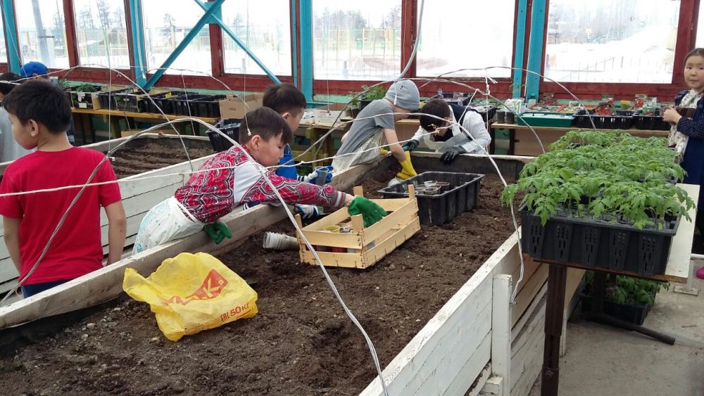 В школьной теплице ребята собрали огурцы