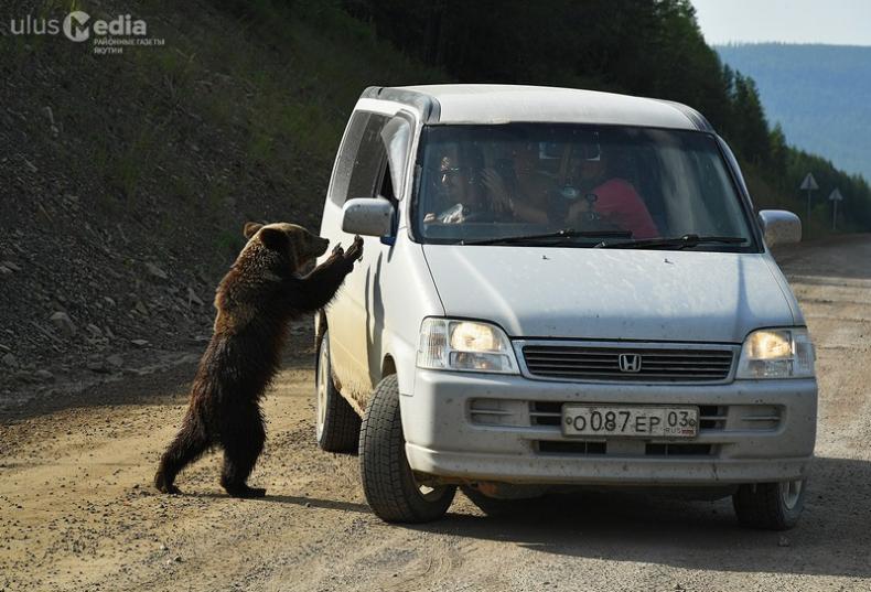 Медведь раздирает машину