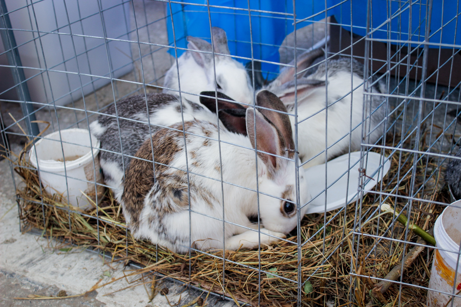 Кролики из Намского улуса покорили всех.