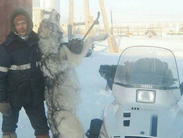 Он убил волка голыми руками: Анабарцы рассказали о силе духа Олега Туприна