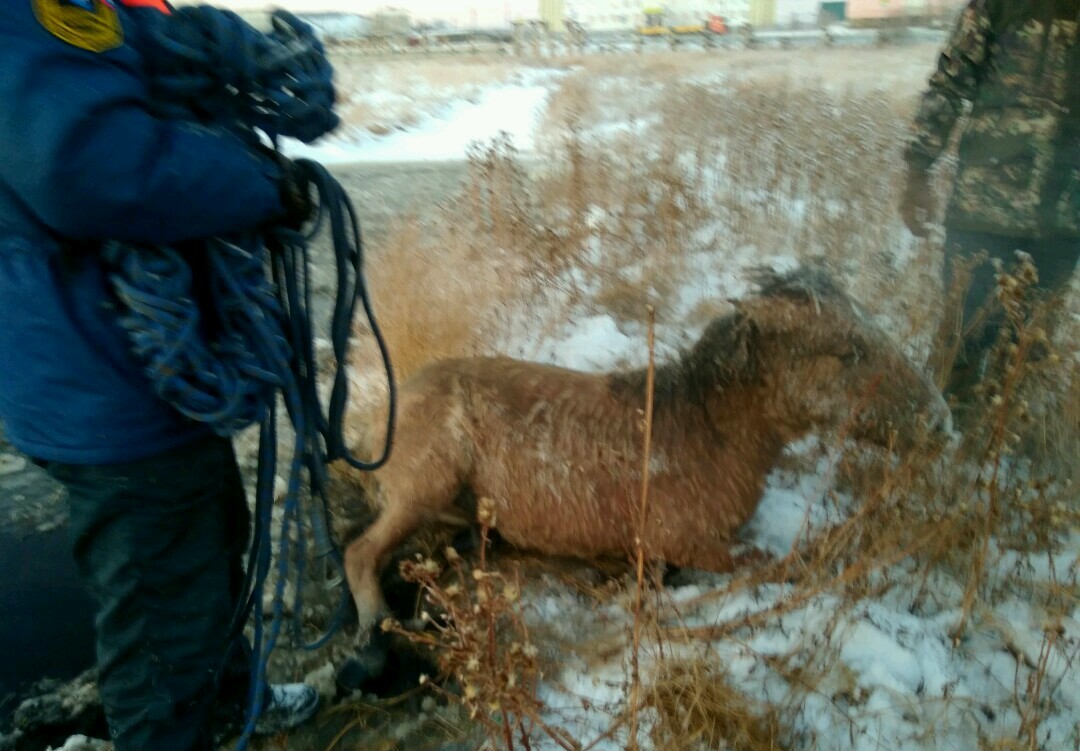 Нашли жеребенка