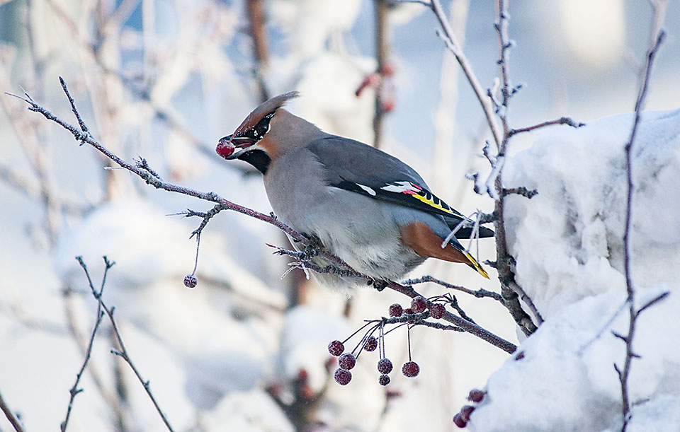 Фото Зимних Птиц России