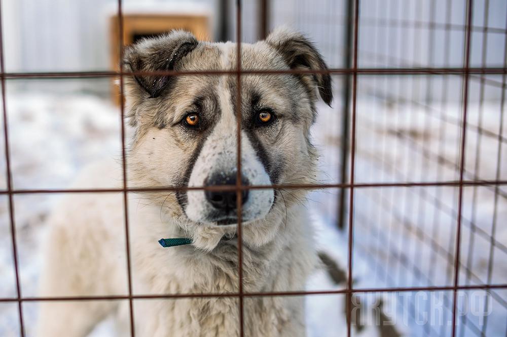 В Якутске за 10 месяцев отловлено 3 тысячи бездомных животных