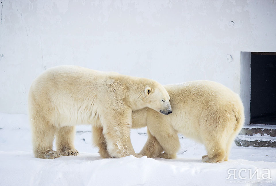Около 20 родовых берлог белых медведей обнаружили в якутском заповеднике «Медвежьи острова»