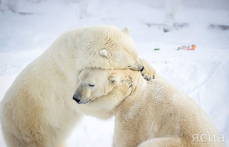 "С 2013 года в нашем зоопарке мы отмечаем Международный день белого медведя, чтобы привлечь внимание к сохранению этого краснокнижного вида», — рассказала заведующая научно-просветительским отделом зоопарка «Орто Дойду» <br>Наталья Сафонова.</br>