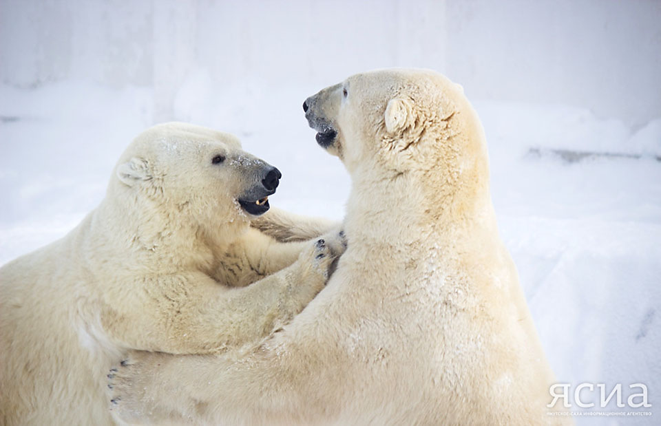 Они были так рады друг другу, что даже не обратили внимания на праздничное угощение. Медведи играли в салки, валялись в снегу и обнимали друг друга.
