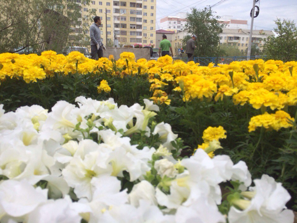 В Якутске высажено 200 тысяч цветов