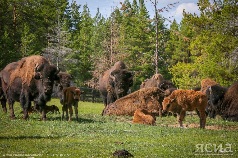 В 2008 году в питомнике получили первое поголовье бизонят. С тех пор каждую весну в бизонарии отмечают пополнение.