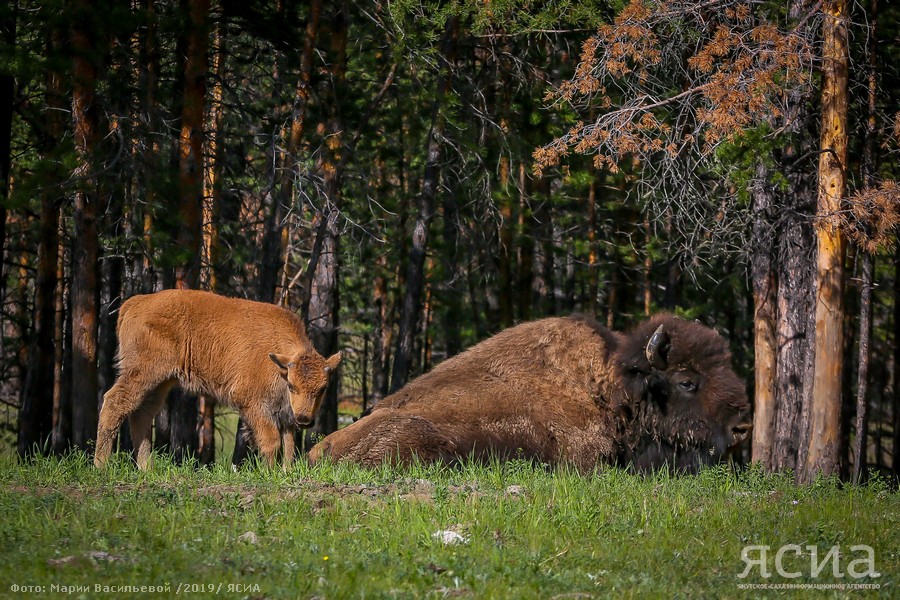 В 2011 и 2013 годах в Якутию были переданы еще 60 бизонов, которых разместили на территории природного парка «Синяя» в бизонарии «Тымпынай». 