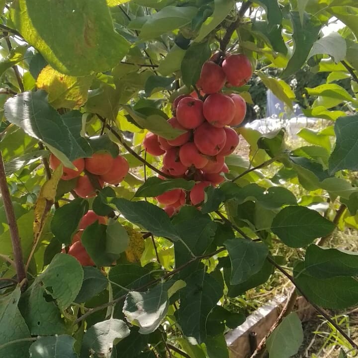 ФОТОФАКТ. В саду у жителя Хангаласского улуса поспели яблоки