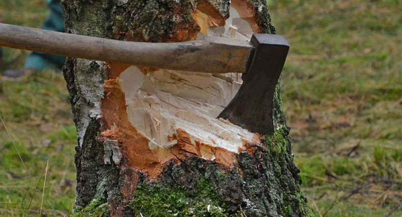 Вырубка леса в Якутии приведет к таянию вечной мерзлоты - ученые