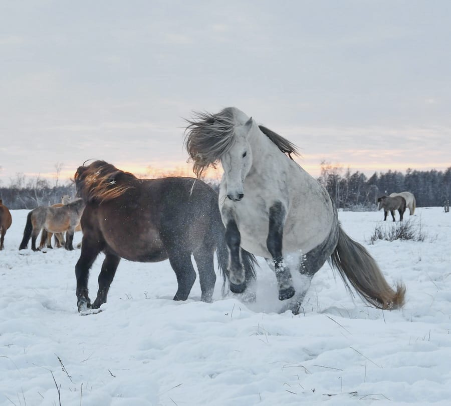 Якутская лошадь фото с человеком