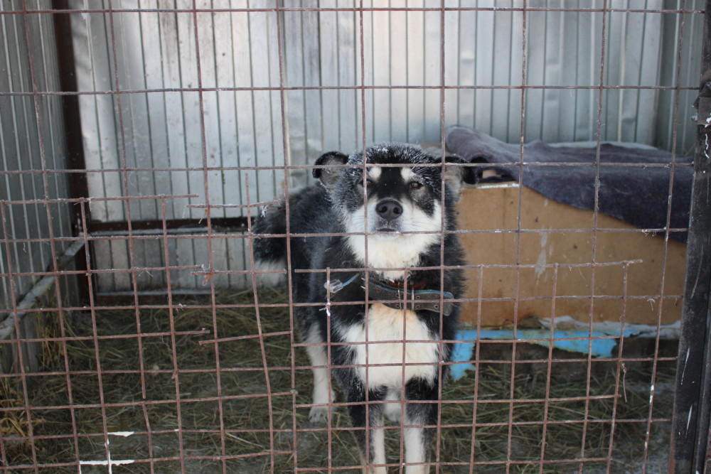 Пункт передержки безнадзорных животных Якутска объявил о сборе благотворительной помощи