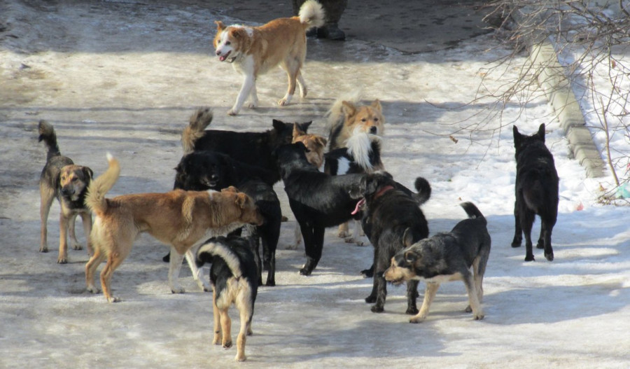 В Якутске в районе АГАТУ отловили 8 собак