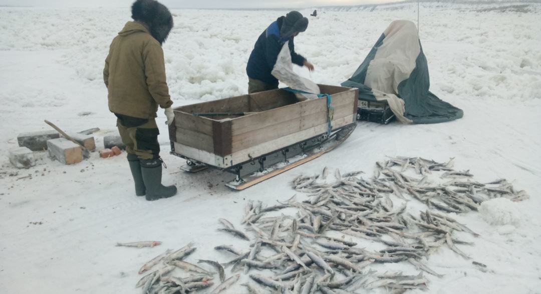 В Минприроды Якутии обсудили вопросы рыболовства в Булунском улусе